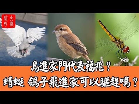 鳥飛 入 屋 風水|【有鳥飛進家裏】有鳥飛進家裡！破解常見迷信，揭開牠飛來的真。